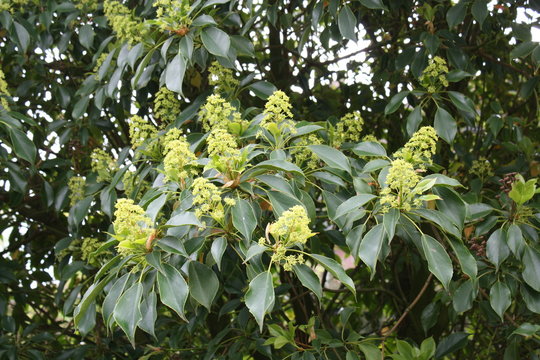 trochodendron, radbaum