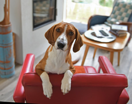 Drever, breed of dog, short-legged scenthound from Sweden used for hunting deer and other game. Dog is standing on red armchair