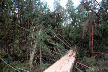 A large cracked pine tree. It fell on other trees in the woods