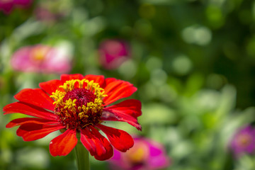 Zinnia flowers are in the garden and have a blurred background Natural bokeh
