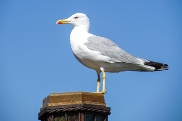 seagull on a pier