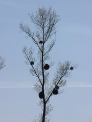 Kahler Baum mit Misteln