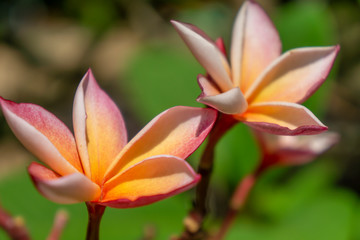 Orange plumeria flowers with natural blurred background