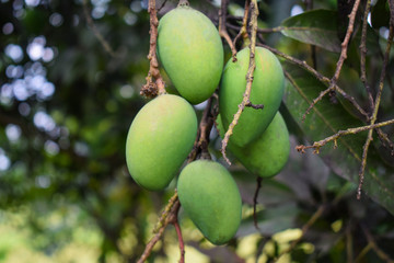 Many green colored mango fruit hanging from a big mango tree in the wild nature
