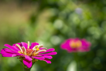 Zinnia flowers are in the garden and have a blurred background Natural bokeh