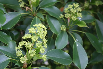 blütenstand des Trochodendron