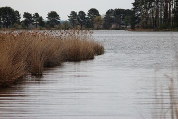 Lake and reeds