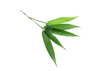 Bamboo leaf isolated on white background, Bamboo leaf texture as background or wallpaper, Chinese...
