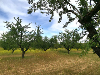 Almendros