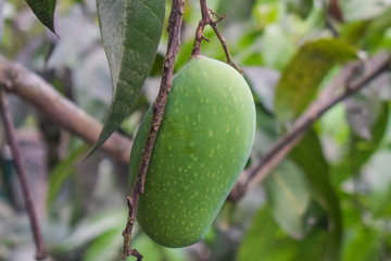 One green colored mango fruit hanging from a big mango tree in the wild nature