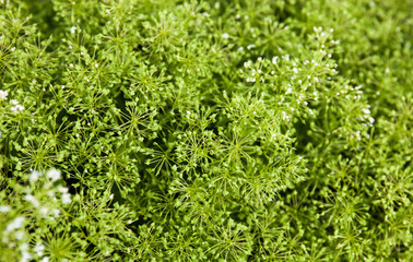 Tender white spring wildflowers