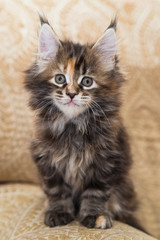 Maine Coon kitten. Age - 2 month. Concept of Pets and veterinary medicine.