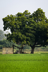 Landscape of a paddy field