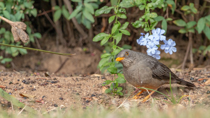 Thrush & Berries