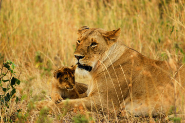 Fototapeta na wymiar Lions and her cubs at Masai Mara National Reserve Sep 2nd 2013