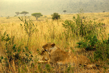 Lions and her cubs at Masai Mara National Reserve  Sep 2nd 2013