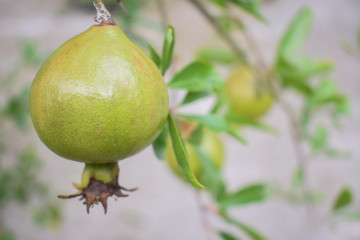 One pomegranate fruit hanging from a pomegranate tree,,looking very healthy