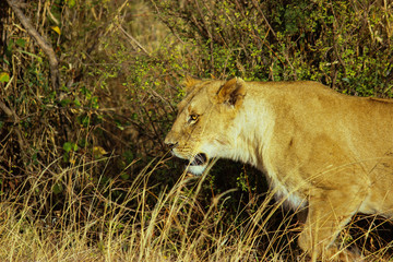 Lioness hunting at Maasai Mara. She is alone and looking for prey in Kenya's savannah.