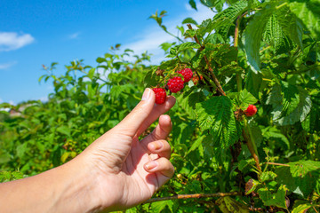Girl on a bright sunny summer day picks red ripe raspberries from a green bush