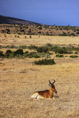 Naklejka na ściany i meble Topi antelope alone in the middle of savannah at Maasai Mara, 2th September 2013