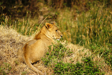 Young lion resting alone at Maasai Mara. 2th September 2013