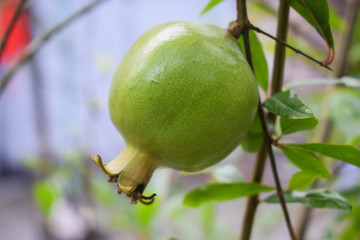 Pomegranate fruit hanging from a pomegranate tree,,looking very healthy