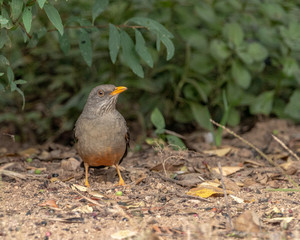 Thrush & Berries