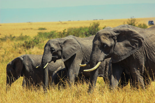 Elephant herd walking in the middle of savannah at Maasai Mara, 2th September 2013