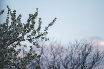 Mature tree with colourful branches on a hill at sunset