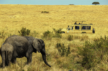 Elephants in the middle of savannah observed by travelers into the pickup truck at Maasai Mara, 2th...