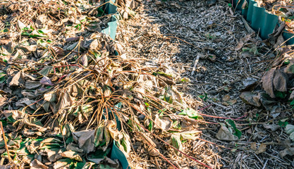 Close up photo over strawberry plantation after winter, early spring. Many dead dried brown and few...