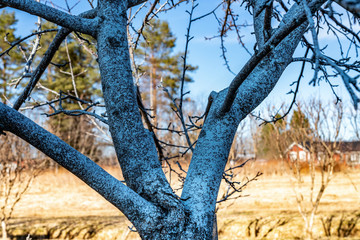 Bordeaux mixture, copper sulfate sulphate and calcium oxide, was applied on apple tree without leaves at spring time, organic fungicide.