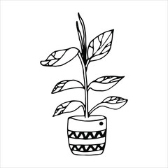 Cute hand drawn home plant on white background. Doodle vector illustration for design, greeting card, print, wedding.	
