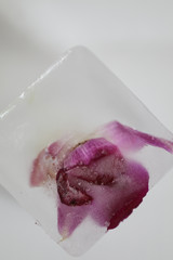 Frozen purple flowers and orchids