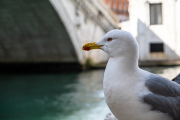 Gabbiani in posa a Venezia
