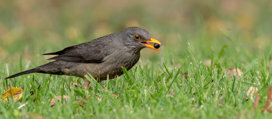 Thrush & Berries