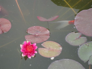 Seerosenteich