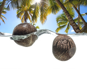Two coconuts in the water against a tropical landscape