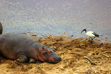 Hippos sunbathing on the edge of a lake. Maasai Mara, 2th September 2013