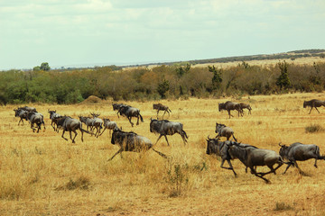Fototapeta na wymiar Wildebeest herd migrating to a safe place into the savannah at Maasai Mara National Reserve, Kenya. September 2, 2013
