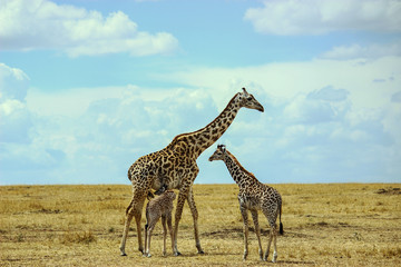 Giraffe cubs playing with their mom. A big family having fun into the savannah at Maasai Mara, 2th...