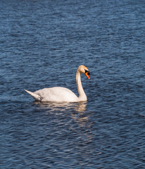 mute swan, Cygnus olor with copy space