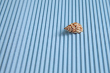 One summer sea shell on a blue background, perspective image.