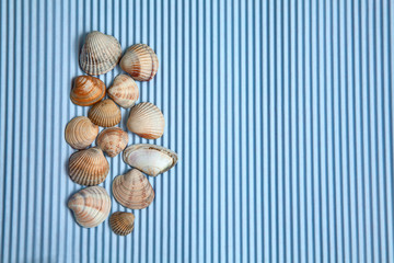 Summer sea shells on a blue background, top view