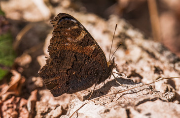 Peacock butterfly, Aglais io ventral camoflage