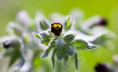 Purple nonea (monkswort) flowers