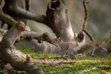 squirrel under tree