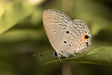 Fototapeta na wymiar Little butterfly