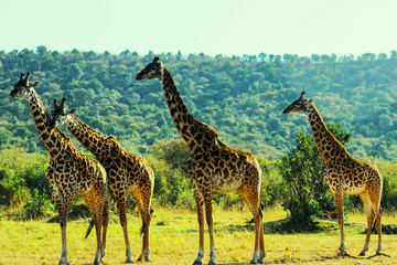 Giraffe family enjoying the sun at Maasai Mara National Reserve, Kenya. September 2, 2013