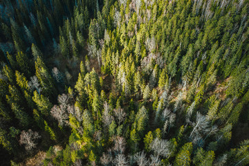 Birds eye view on wild forest area, pine forest background, spring time in nature